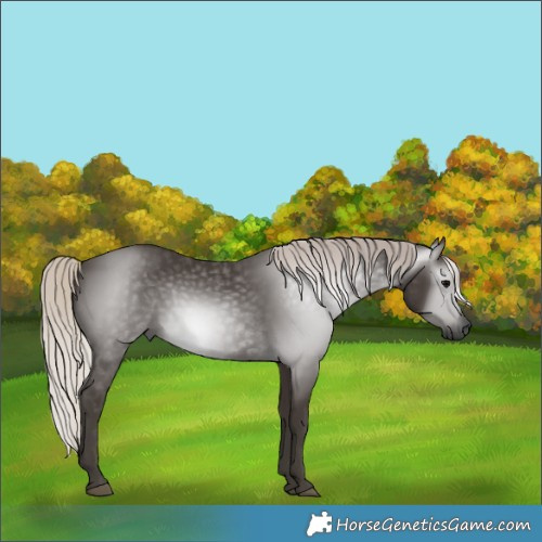 Horse Color:Gray Silver Black 
