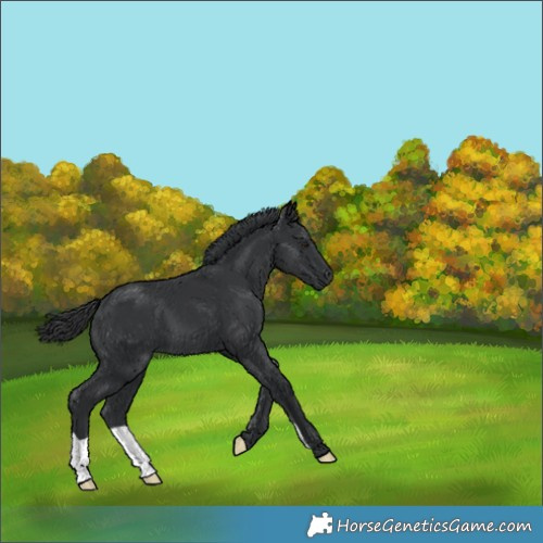 Horse Color:Black 