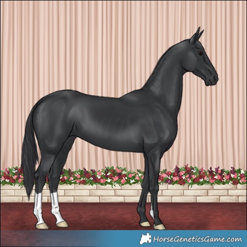 Horse Color:Black 