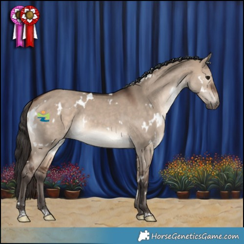 Horse Color:White Spotted Brown Dun Rabicano