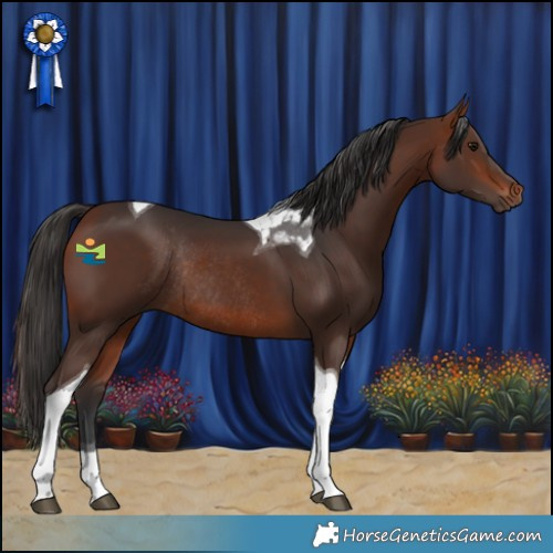 Horse Color:Bay Tobiano Rabicano