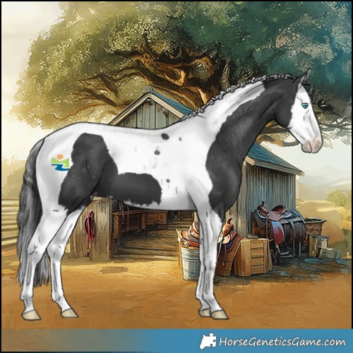 Horse Color:Black Splash Tobiano Varnish 