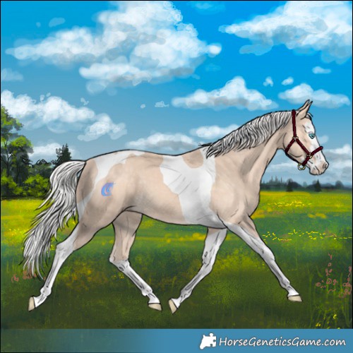 Horse Color:Silver Perlino Splash Tobiano 
