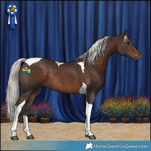Horse Color:Silver Brown Tobiano Rabicano