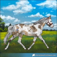 Horse Color:Buckskin Dun Harlequin Merle Splash 