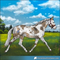 Horse Color:Buckskin Dun Harlequin Merle Splash