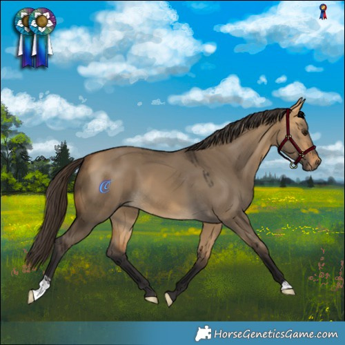 Horse Color:Buckskin Dun  and Buckskin Dun 