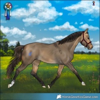 Horse Color:Buckskin Dun  and Buckskin Dun 