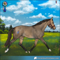 Horse Color:Buckskin Dun and Buckskin Dun