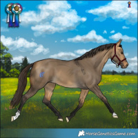 Horse Color:Buckskin Dun  and Buckskin Dun 