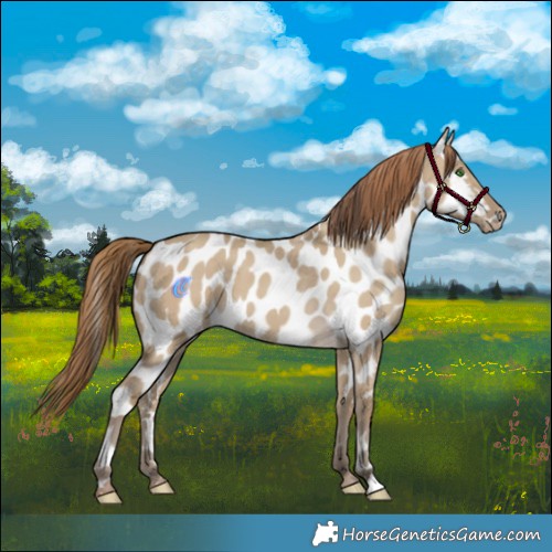 Horse Color:Classic Cream Champagne Dun Appaloosa 