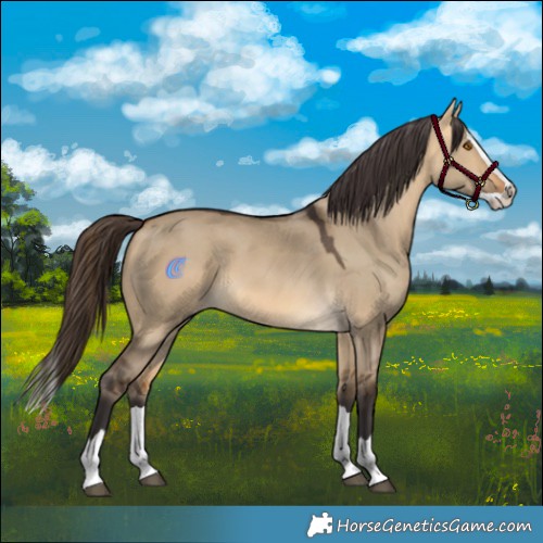 Horse Color:Buckskin Dun Splash 