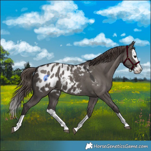 Horse Color:Smoky Grullo Splash Appaloosa