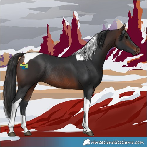 Horse Color:Brown Tobiano Rabicano