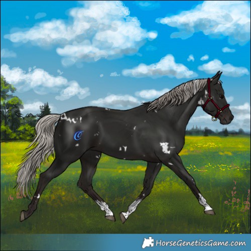 Horse Color:Gray White Spotted Silver Black Sabino 
