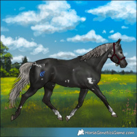 Horse Color:Gray White Spotted Silver Black Sabino 