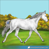 Horse Color:Silver Black Sabino Rabicano 