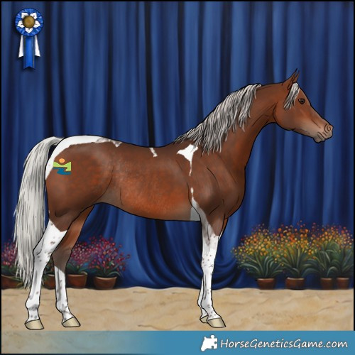 Horse Color:Silver Brown Tobiano Rabicano 
