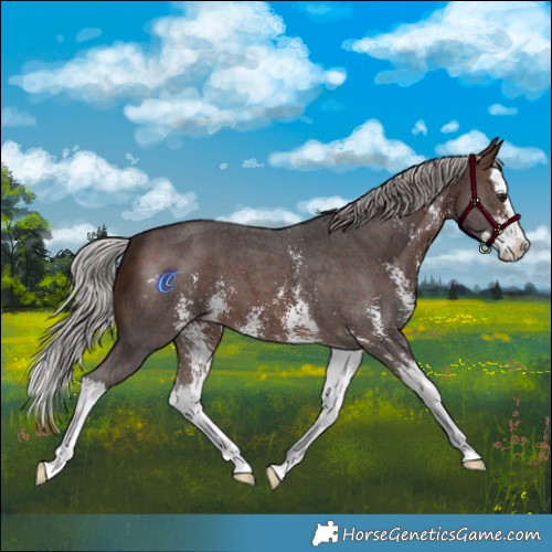 Horse Color:Silver Brown Sabino Splash 