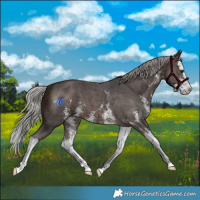 Horse Color:Silver Brown Sabino Splash 