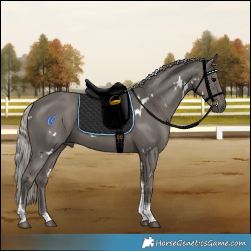 Horse Color:White Spotted Silver Black Tobiano 