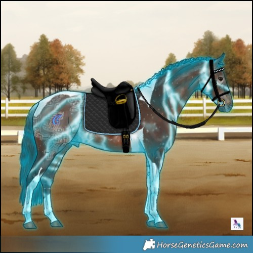 Horse Color:Gray Thunderstruck Bay Ice Tobiano Appaloosa 