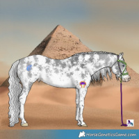 Horse Color:Silver Bay Chinchilla Sabino 