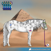 Horse Color:Silver Bay Chinchilla Sabino