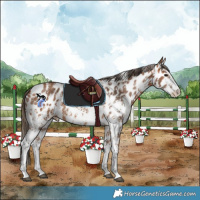 Horse Color:Bay Sabino Leopard 