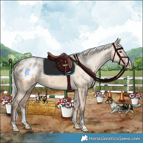 Horse Color:Powder White Silver Bay Dun Appaloosa Rabicano 