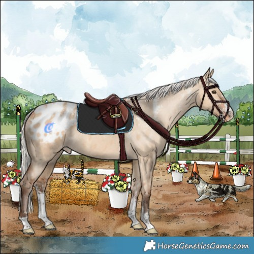 Horse Color:Powder White Silver Bay Dun Appaloosa Rabicano