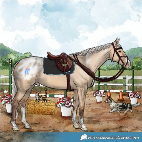 Horse Color:Powder White Silver Bay Dun Appaloosa Rabicano