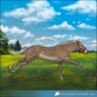 Horse Color:Silver Smoky Black