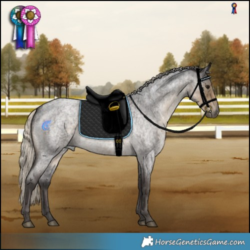 Horse Color:Silver Smoky Blue Roan 