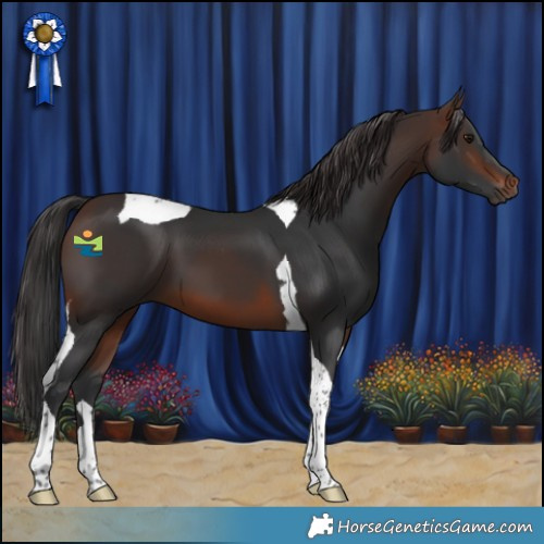 Horse Color:Brown Tobiano 