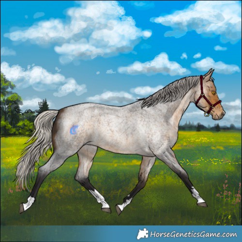 Horse Color:Silver Buckskin Roan