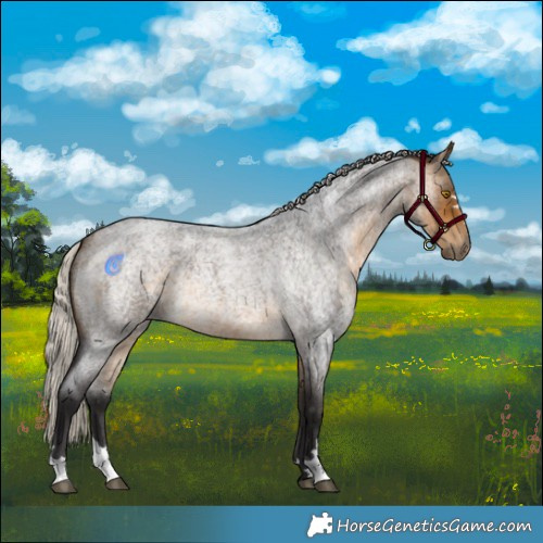 Horse Color:Silver Buckskin Roan 