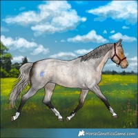 Horse Color:Silver Buckskin Roan 