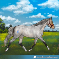 Horse Color:Silver Buckskin Roan