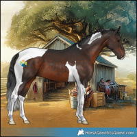 Horse Color:Brown Tobiano 