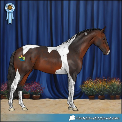 Horse Color:Bay Tobiano 