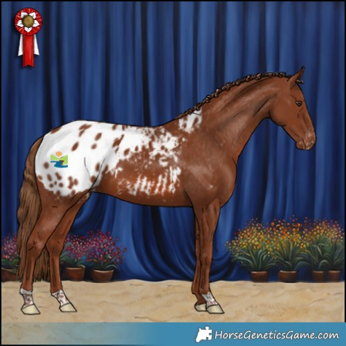 Horse Color:Chestnut Appaloosa 