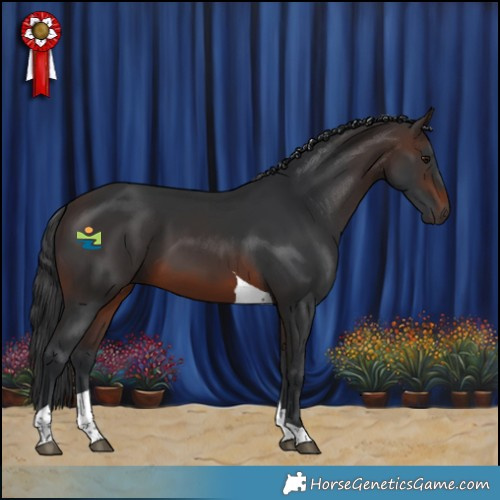 Horse Color:Brown Tobiano