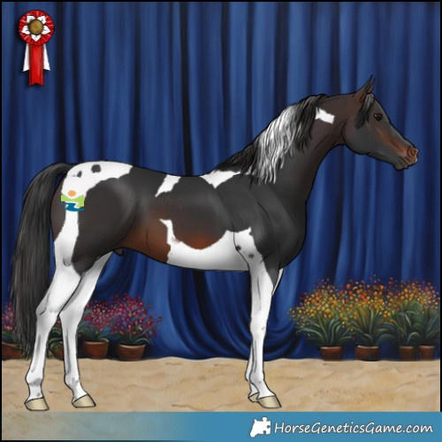 Horse Color:Brown Tobiano