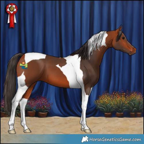 Horse Color:Bay Tobiano