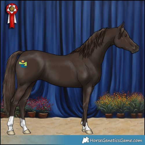 Horse Color:Liver Chestnut 