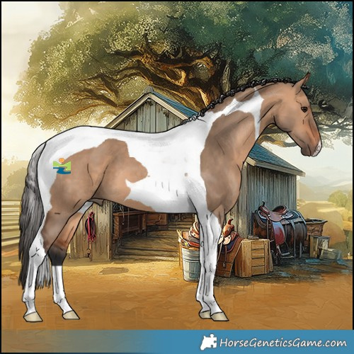 Horse Color:Bay Dun Tobiano