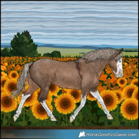Horse Color:Liver Red Dun Splash