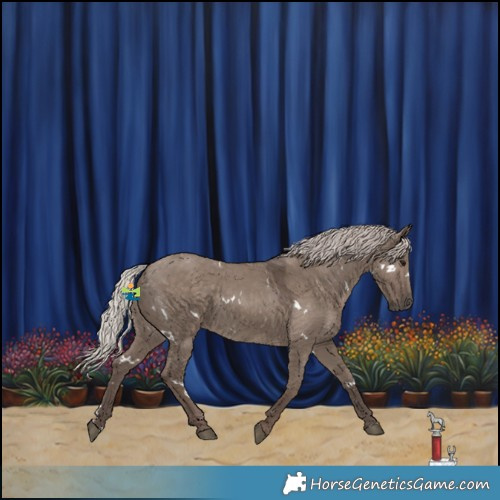 Horse Color:White Spotted Silver Grullo 