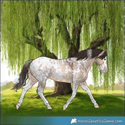 Horse Color:White Spotted Brown Roan Dun Splash Appaloosa 